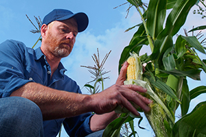 contaminated swiss corn lawyers